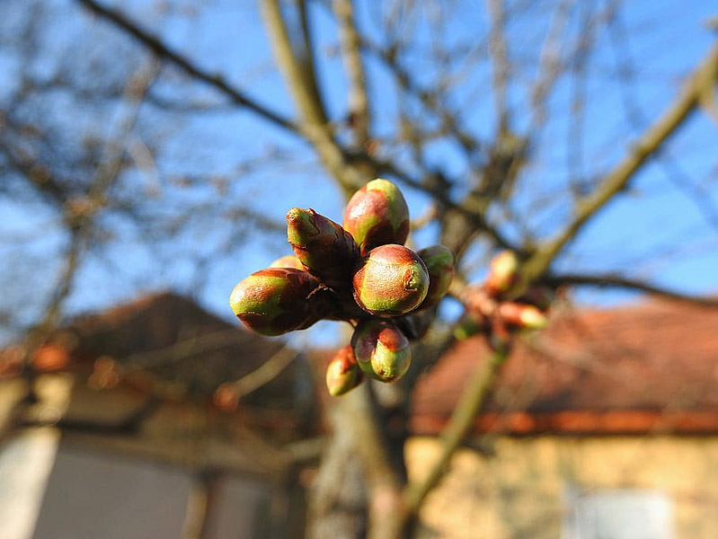 paczki